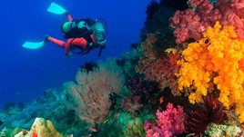How to Scuba Dive Safely: 20 Essential Tips