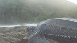 Trinidad & Tobago Discoveries: Turtle Watching