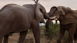 In Their Footsteps: A Tribute to Elephants 