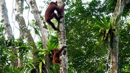 Cry of the Wild: Orangutan Encounters in Borneo