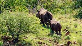 On the Trail of the Namibian Black Rhino