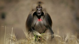Trouble in Baboon Territory
