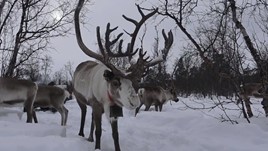 Video: My Day With a Sami Reindeer Herder