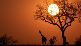 Travel Scholarship: Photo & Film 2024: Winner Announcement