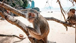A Monkey Bite in Koh Phi Phi, Thailand