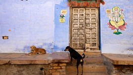 Rabies Treatment in Sarnath, India
