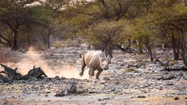 Walking with Rhinos in Zimbabwe
