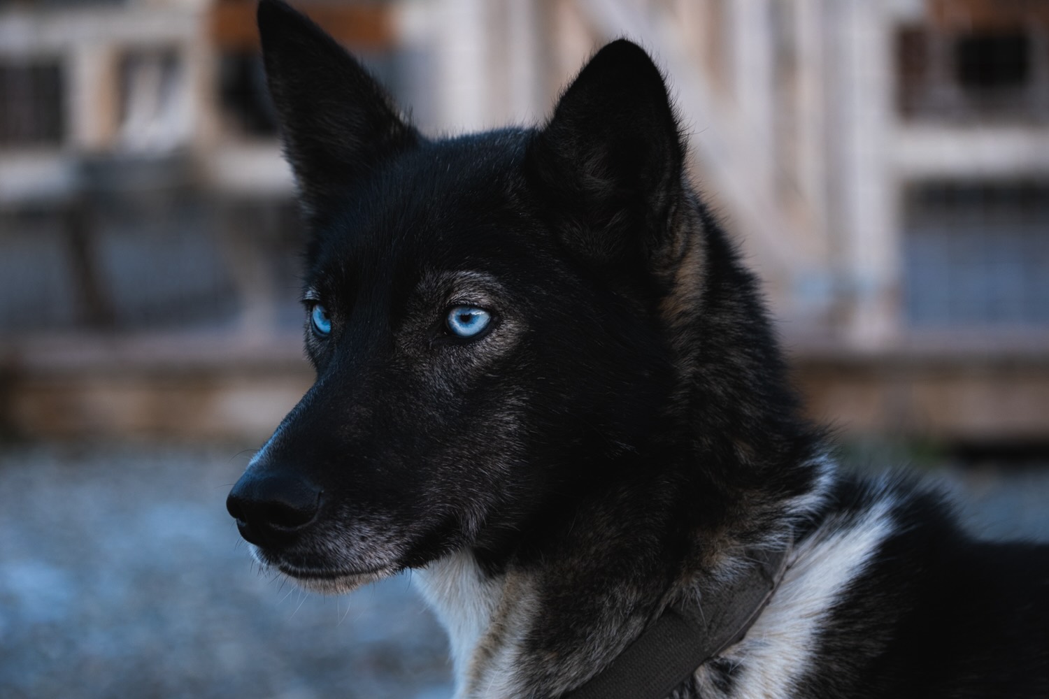 A black dog with blue eyes