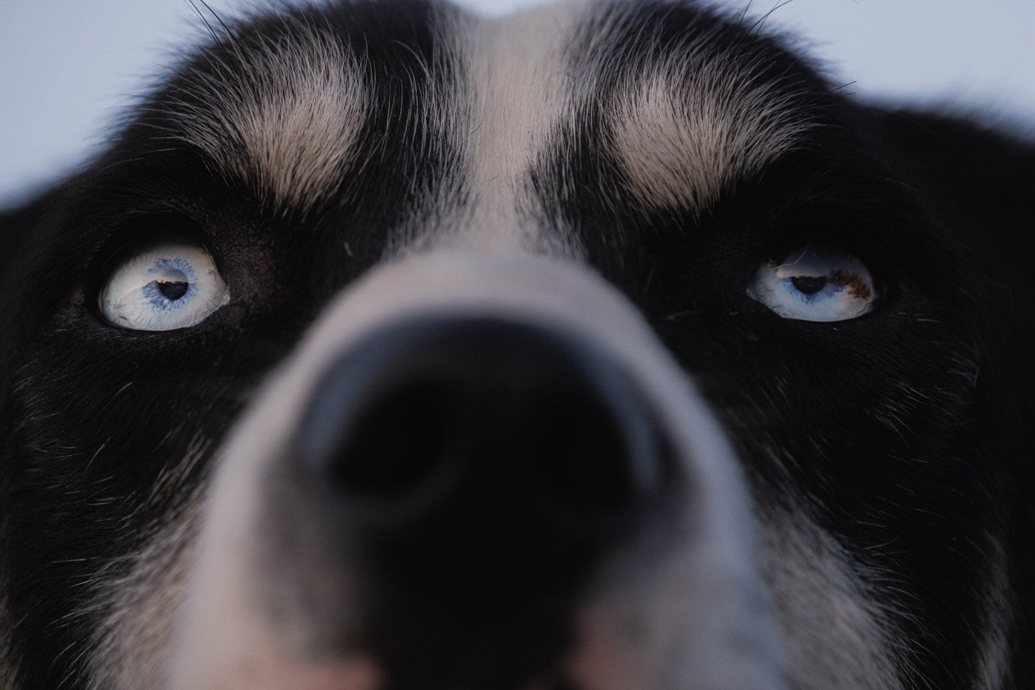 In Alta, dog eyes mirror the untamed spirit of the Arctic in profundity. 