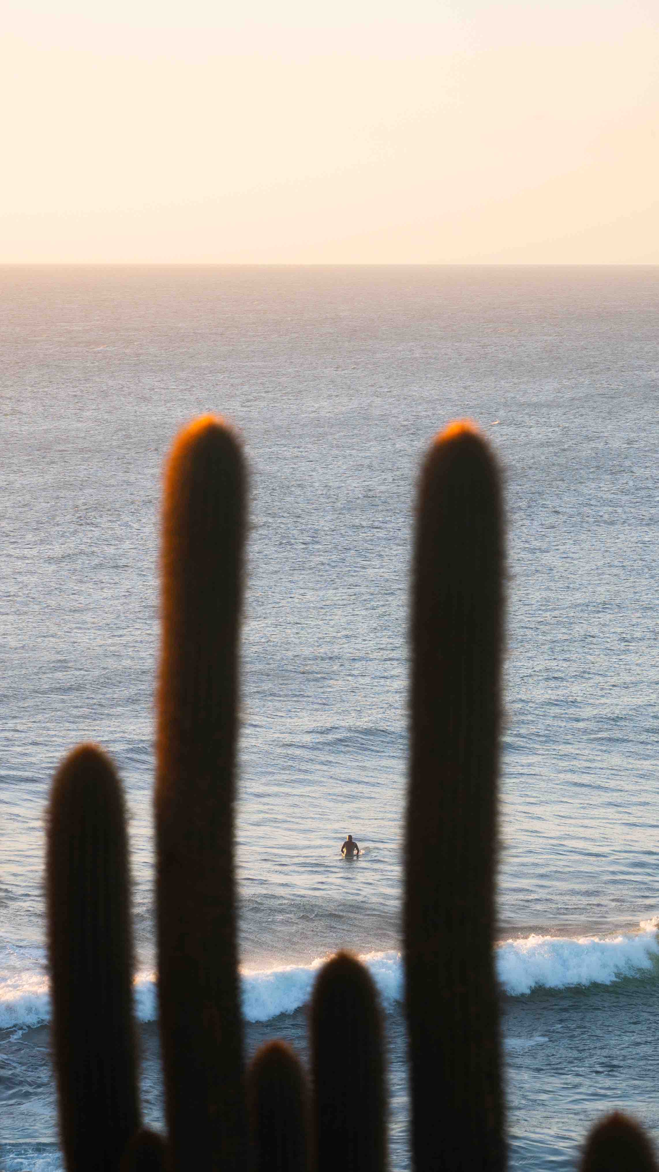 The ocean and some cacti