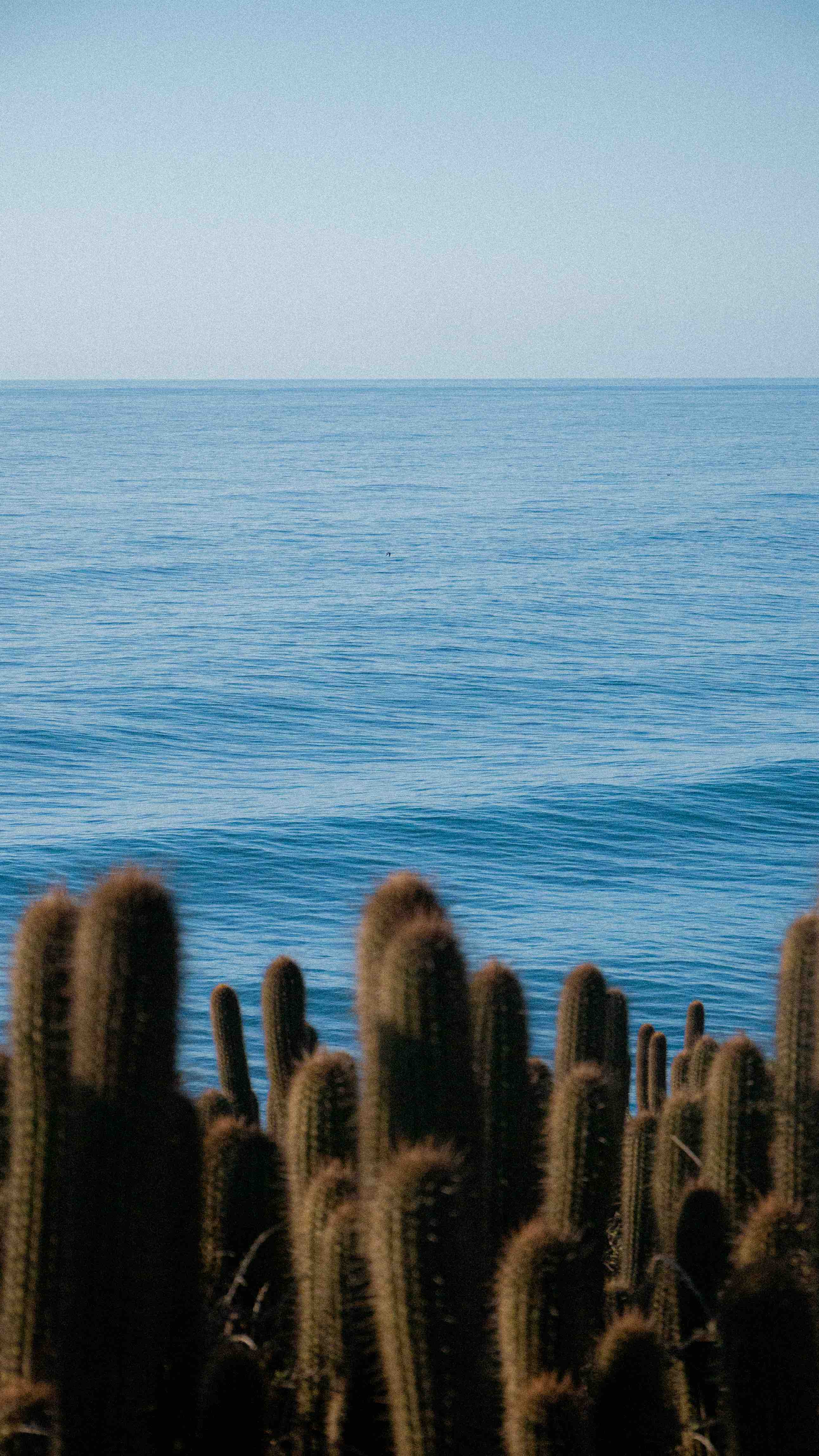 The ocean and some cacti