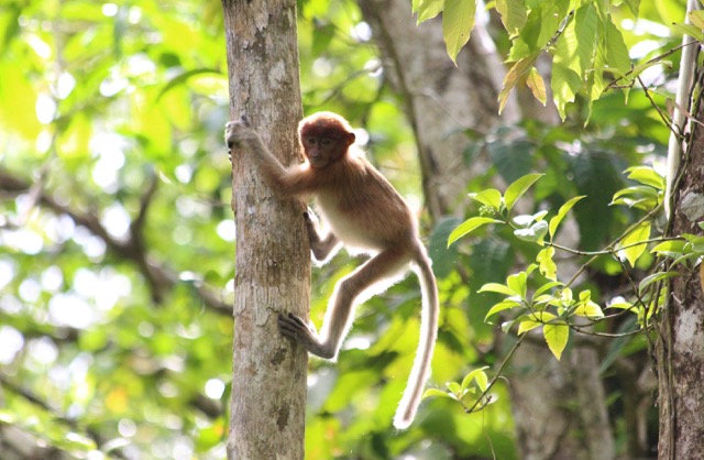 Backlit monkey in Bako Nat Park, Malaysia