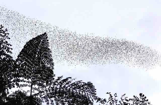 Bat exodus outside Deer Cave, Malaysia