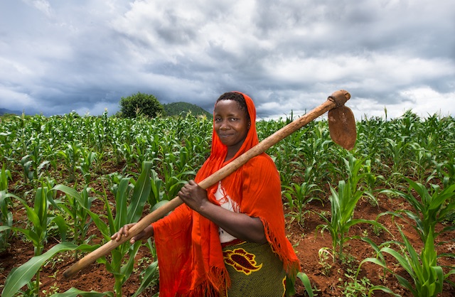 A woman dressed in red working in the fields