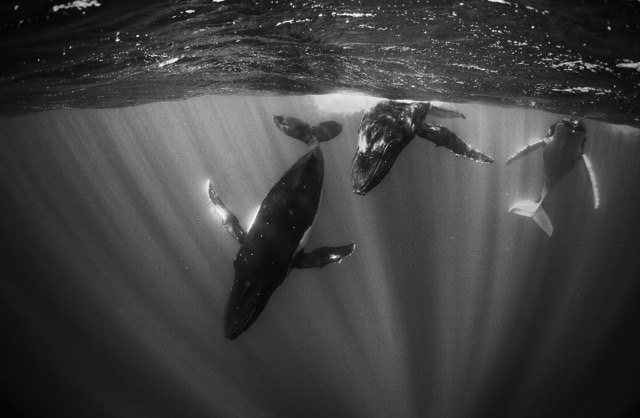humpback whales diving just below the oceamn;s surface