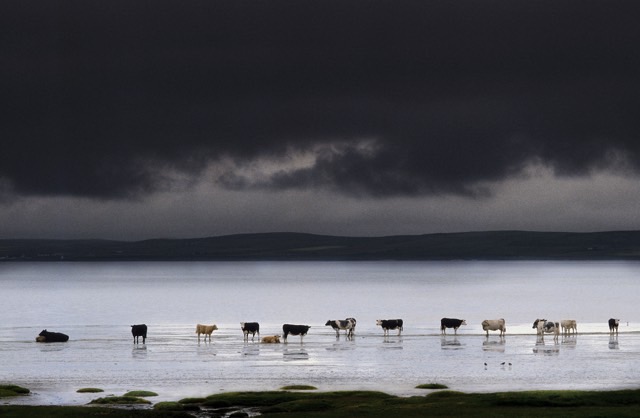 photograph of cows standing in water below grey sky