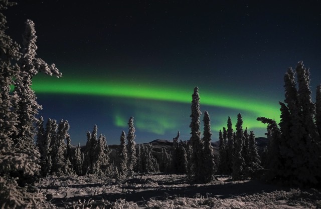 The northern lights shining green over snow-crusted trees