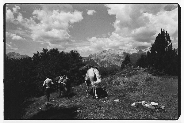 A person leading pack horses on a mountainside trail