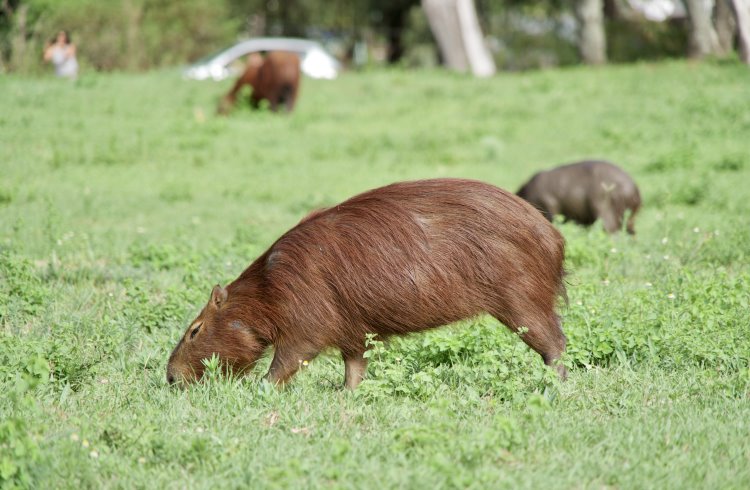 Capybara (giant South American rodents) graze in a park in the Entre Rios region of Argentina.