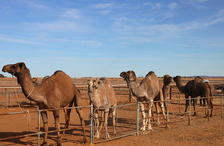 Camels in Outback Australia