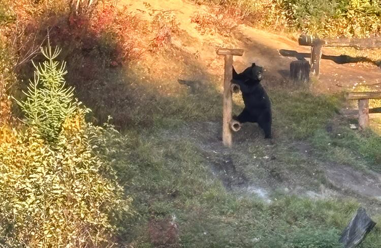 A bear standing on its hind legs