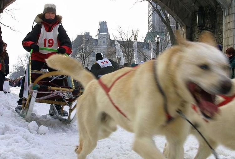 A man drives his dog sled through the streets of Old Quebec City during the Winter Carnival.