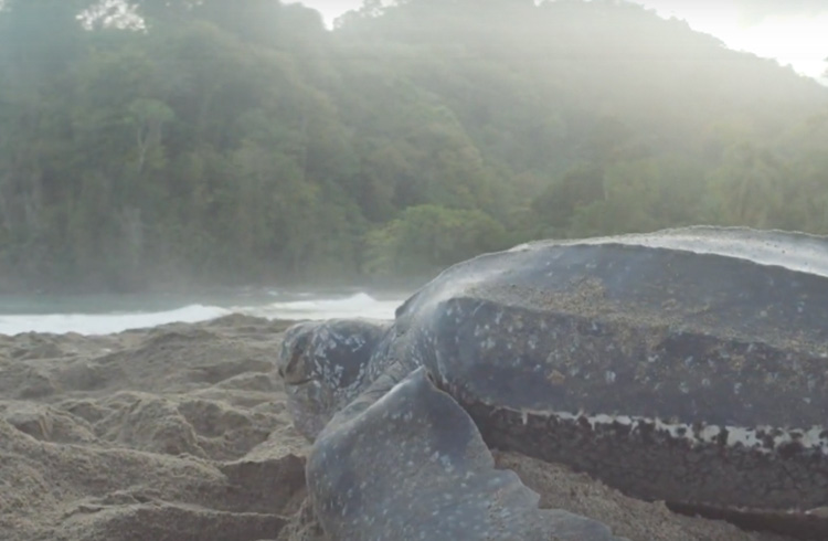 Trinidad & Tobago Discoveries: Turtle Watching