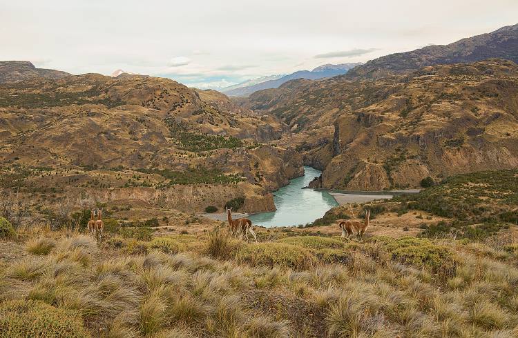 Wild guanacos stand in the restored grasslands of Patagonia National Park, Chile.