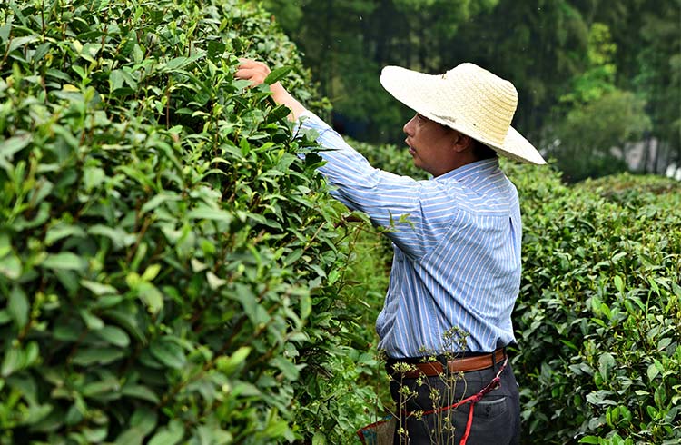A man picks tea leaves during Dragon Well Tea Festival