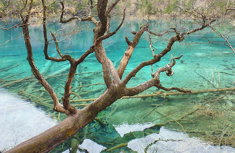 A fallen tree can be seen beneath clear water in Jiuzhaigou National Park