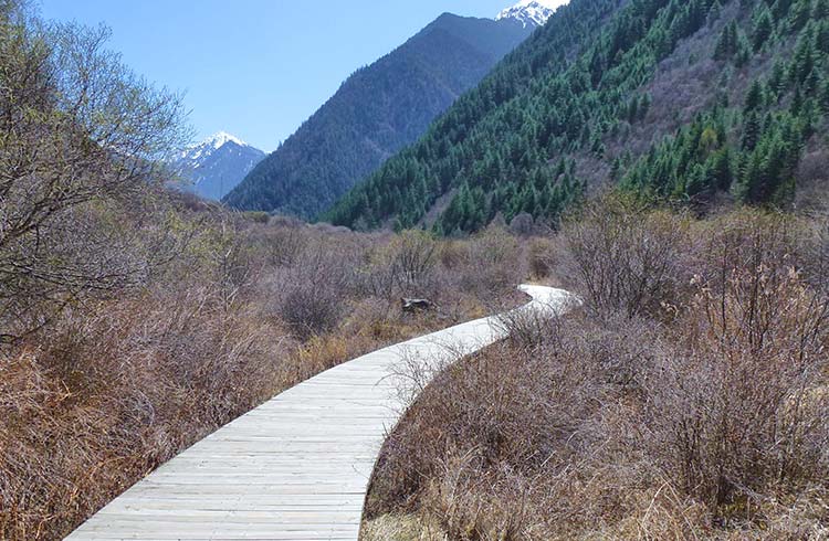 A narrow walkway winds through tall grasses in Jiuzhaigou National Park