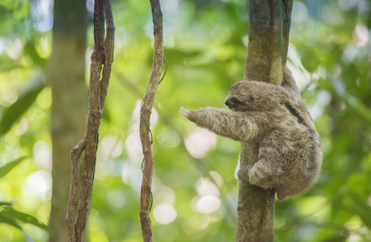 A baby sloth reaches for a vine in the Costa Rica jungle.