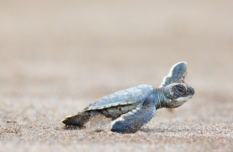 A baby green sea turtle scurries towards the ocean in Tortuguero, Costa Rica.