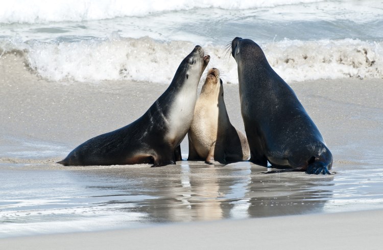 Sea lions gather at the water's edge in Seal Bay Conservation Park, Kangaroo Island, Australia.