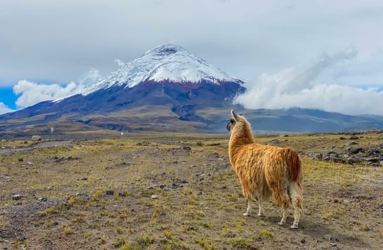 A llama stands in front of a snow-capped volcano in the Ecuadorian Andes.