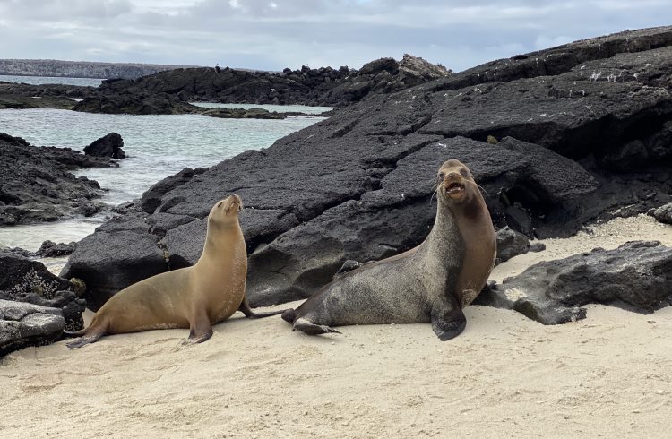 A pair of seals on a sandy beach in Galapagos.