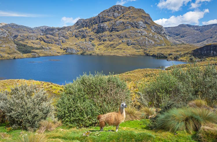 A llama stands beside an alpine lake in El Cajas National Park, Ecuador.