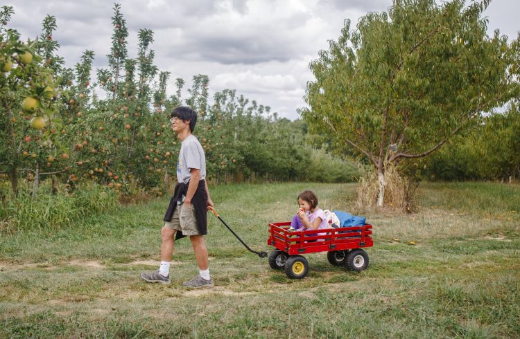 A father pulls his daughter in a wagon through an apple orchard in New York.