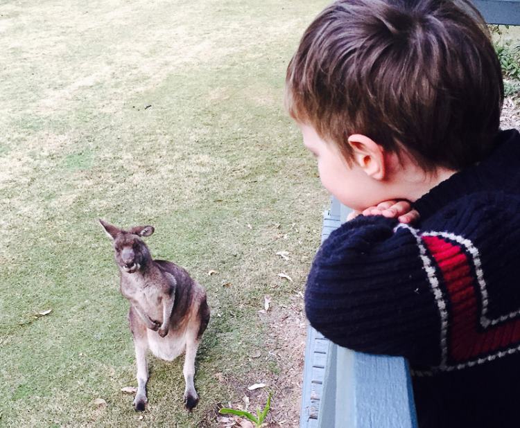 A child looks over a railing at a wallaby grazing on a lawn.
