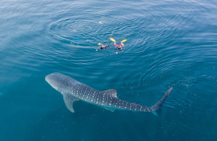 Swimmers snorkel with a whale shark in Indonesia.