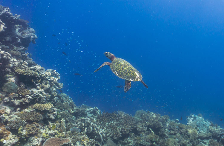 Spotting a sea turtle while scuba diving in Fiji.