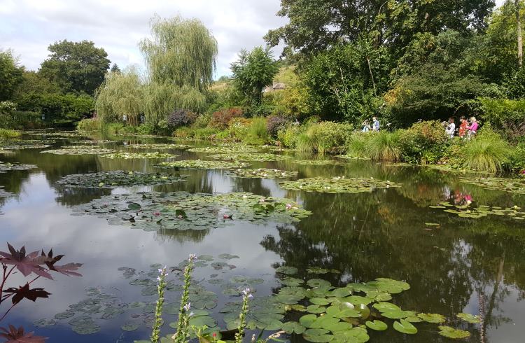 The famous water lilies on the pond at Monet's house in Giverny, France.
