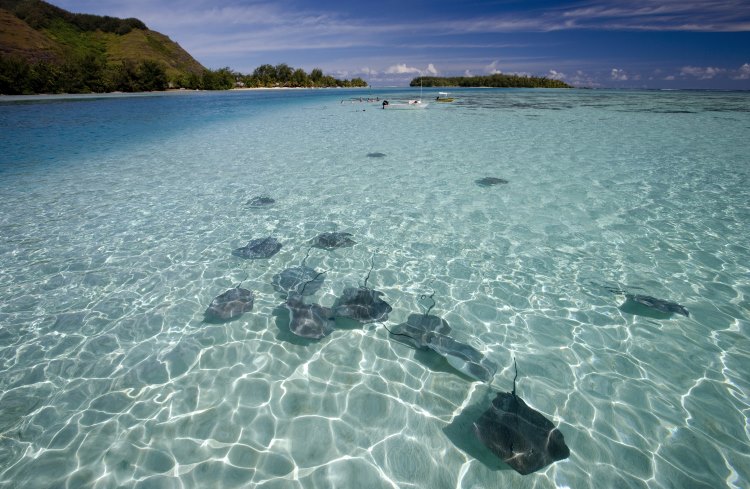 A school of stingrays swims in crystal-clear water off Mo'orea, French Polynesia.