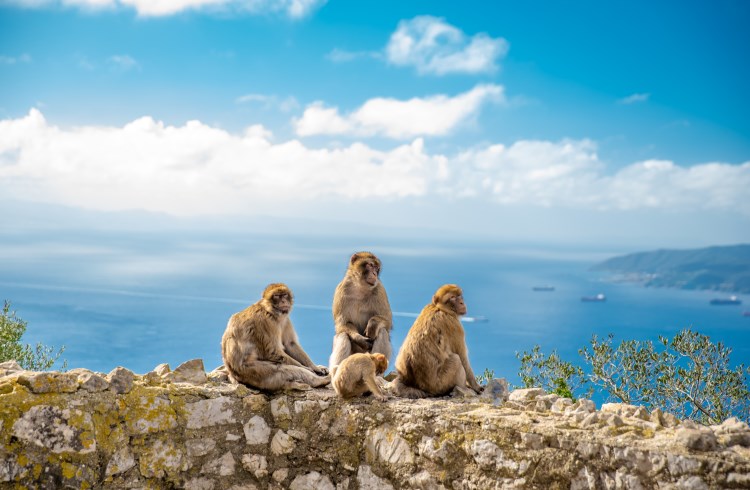 A family of Barbary Apes perch on an overlook on the Upper Rock of Gibraltar.