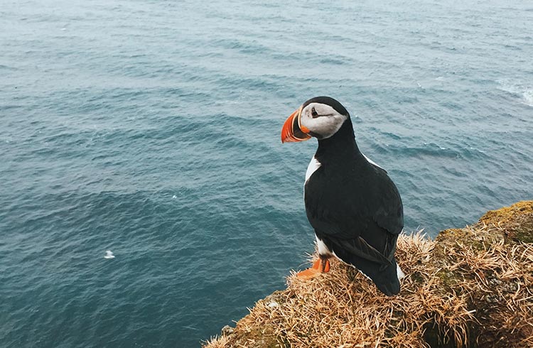 A puffin in Latrabjarg, Iceland