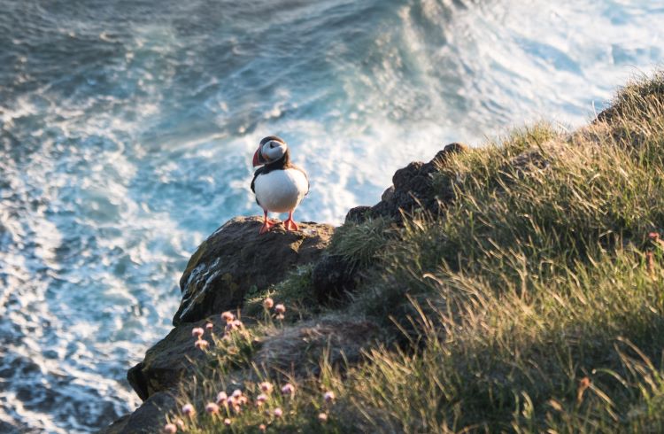 A puffin on the rocky Látrabjarg cliffs in the Westfjords, Iceland.