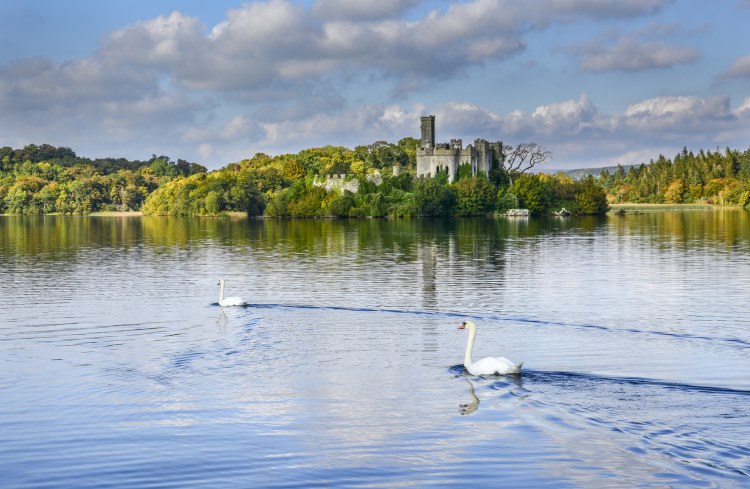 Swans swim across Lough Key, Ireland, with McDermott's Castle in the background.