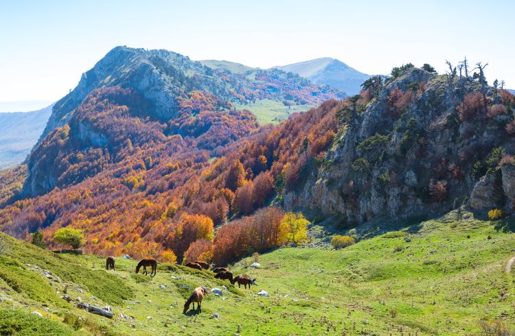 Horses graze below mountains covered in fall foliage in Pollino National Park, Italy.