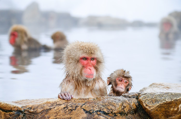 Snow monkeys relax in a steaming natural hot spring in Nagano, Japan.