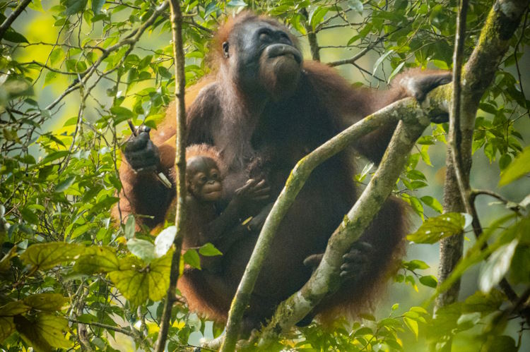 An orangutan with her baby in Malaysian Borneo.